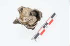 Foto von Meeresschneckengehäuse (NHMW-PRAE-025447)